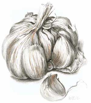 'Garlic' by Linda Weil